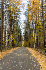 Obraz premium Gray trail with yellow leaves in an autumn pines and birches forest