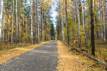 Fototapeta premium Gray trail with yellow leaves in an autumn pines and birches forest