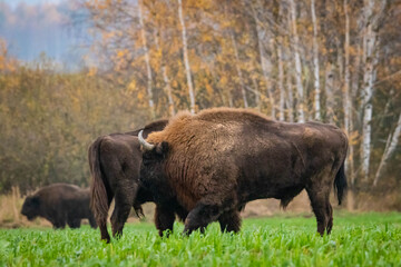
impressive wild bison in autumn scenery