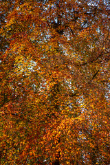 Full blown autumn colors in vibrant shades of orange, yellow and brown thick vegetation of leafs. Fall season concept.