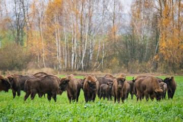 
impressive wild bison in autumn scenery