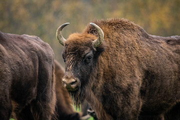 Fototapeta premium impressive wild bison in autumn scenery