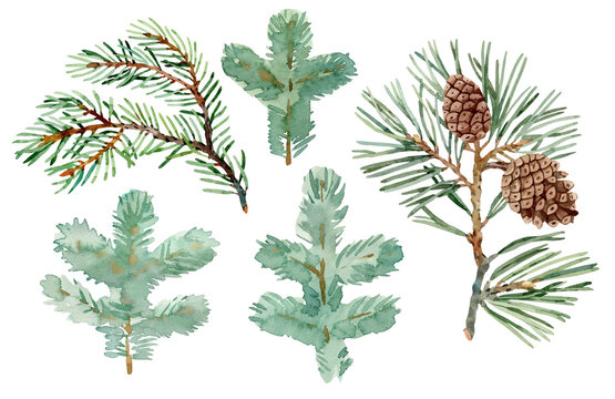 Collection Of Conifer Hand Drawn Watercolor Branches. Christmas Botanical Illustration. Isolated On White Background