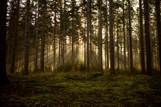 Dark dense pine forest in autumn at sunrise with trees creating a mystique atmosphere and kind of Jacobs ladders of sun rays peaking through the vegetation