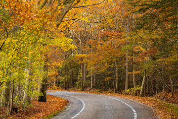Obraz premium Sharp turn in country road through a lane of bright vibrant autumn coloured trees lit up by an afternoon sun. Fall season concept.