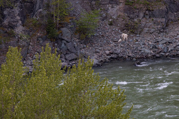 Mountain goat with kid near the Middle Fork Flathead River, Montana