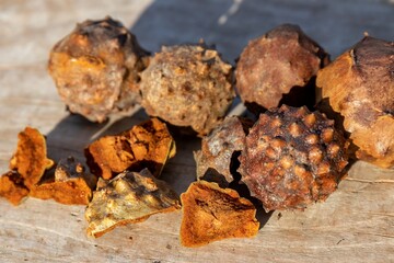 Gauls - a painful overgrowth of oak tissue caused by Andricus kollari's nutcrackers, a whole and broken Gall