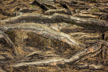 Fototapeta na wymiar Closeup of the tree roots - detailed texture