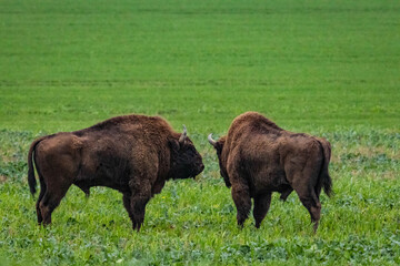 
impressive giant wild bison fighting with each other in the autumn scenery