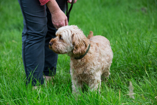 Woman walking in meadow with red coated young Cavapoo.