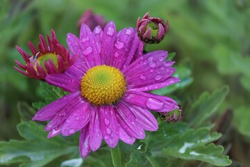 Aster mit Regentropfen in pink