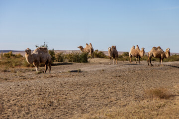 brown two humped camels