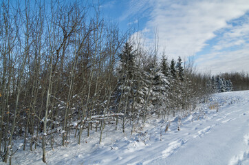 Obraz na płótnie Canvas Snow Covered Trees in Pylypow