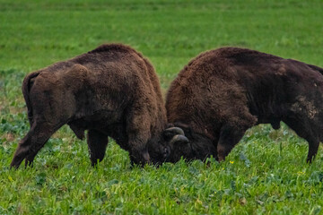
impressive giant wild bison fighting with each other in the autumn scenery