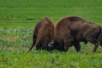 
impressive giant wild bison fighting with each other in the autumn scenery