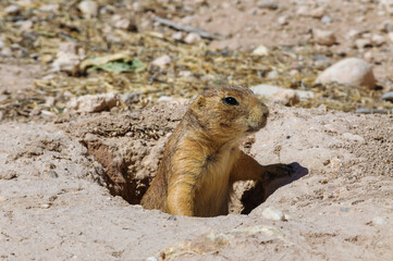 Living Desert Zoo Gardens State Park