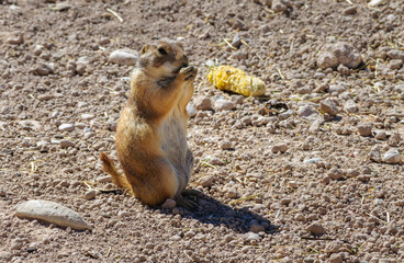 Living Desert Zoo Gardens State Park