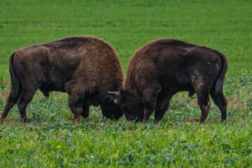
impressive giant wild bison fighting with each other in the autumn scenery