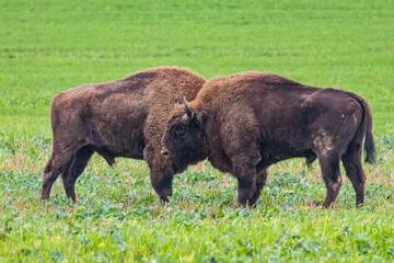 
impressive giant wild bison fighting with each other in the autumn scenery