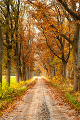Country sand road with lane of vibrant autumn coloured trees lit up by a bright afternoon sun. Fall season concept.