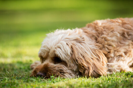 Portrait of a red coated young Cavapoo lying on a lawn.