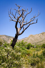 Guadalupe Mountains National Park