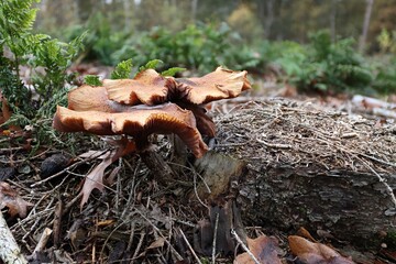 die Pilze des Waldes