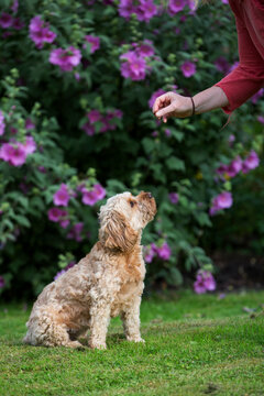 Woman standing in a garden, training red coated young Cavapoo.
