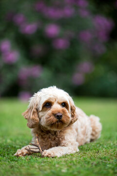 Portrait of a red coated young Cavapoo lying on a lawn.