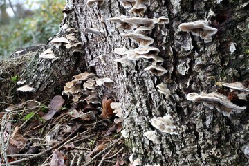 die Pilze des Waldes