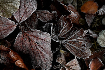 fallen autumn leaves covered with frost natural background