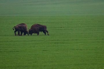 Fototapeta premium impressive giant wild bison fighting with each other in the autumn scenery