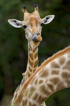 Close up of South African Giraffes, Camalopardalis Giraffa, Moremi Reserve, Botswana, Africa.