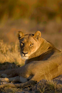 African lion, Panthera leo, fe lying on ground, Moremi Reserve, Botswana, Africa.