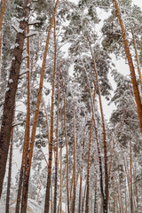 Fototapeta premium Winter forest