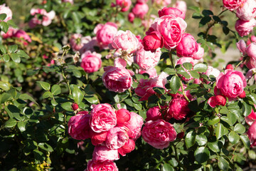 Red rose flower blooming in roses garden on background red roses flowers.