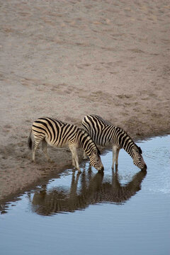 Burchell's Zebras drinking from water hole in the Moremi Reserve, Botswana.