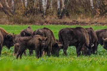 Fototapeta premium impressive giant wild bison grazing peacefully in the autumn scenery