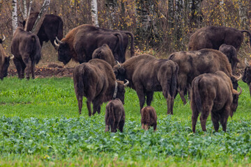 
impressive giant wild bison grazing peacefully in the autumn scenery