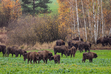 
impressive giant wild bison grazing peacefully in the autumn scenery
