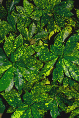 Obraz premium Different Types of Croton Plants, BEAUTIFUL CORTON PLANTS