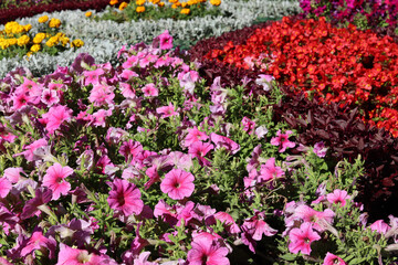 Fototapeta premium image of beautiful flowers in the park close-up