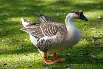 Bird in a park 18