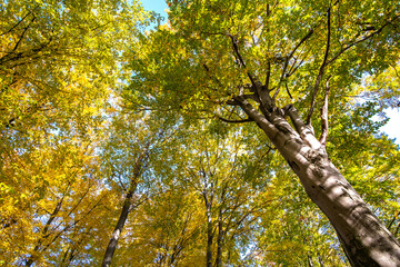 Obraz premium Perspective from down to up view of autumn forest with bright orange and yellow leaves. Dense woods with thick canopies in sunny fall weather.