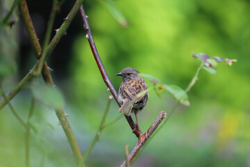 Dunnock on branch against green background