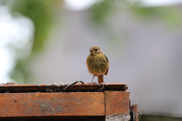 Robin Fedgling portrait on wooden roof