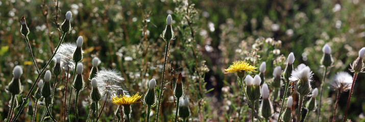 Obraz premium image of beautiful flowers in the park close-up