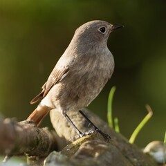 Black Redstart, the female is standing on stones. Czech Republic. Europe.