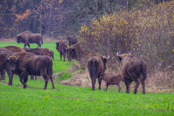 
impressive giant wild bison grazing peacefully in the autumn scenery