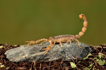 escorpión acechando en una piedra con fondo verde (Buthus occitanus) Marbella Málaga España 